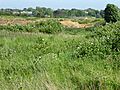 Aldeburgh Brick Pit 6