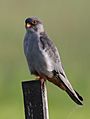 Amur falcon, Falco amurensis, male at Eendracht Road, Suikerbosrand, Gauteng, South Africa (25817217862)