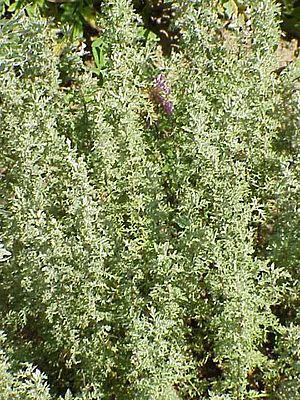 Artemisia pontica0