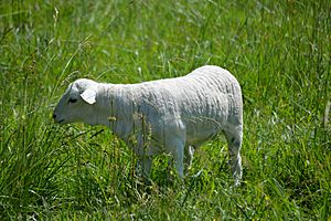 Australian White lamb 4 weeks old in the southeastern USA