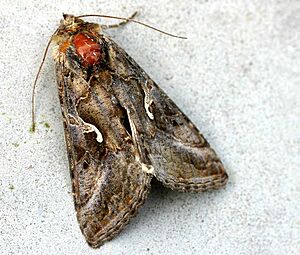 Autographa gamma01
