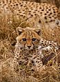 Baby Cheetah - Marko Dimitrijevic