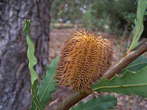 Banksia quercifolia 01 gnangarra.jpg