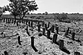 Beaconsfield Station Sheep Wash (former) - timber stumps