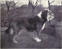 Bearded Collie from 1915