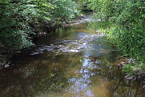 Big Wapwallopen Creek looking downstream in June