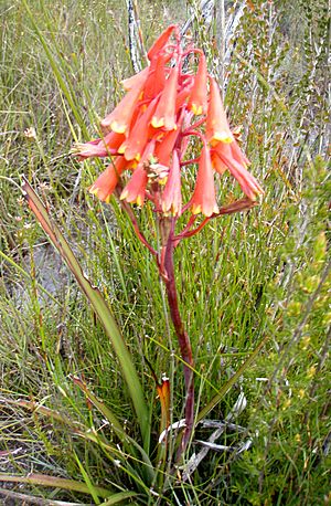 Blandfordia Punicea - Arthur Plains, Tasmania.jpg