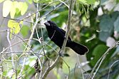 Blue-black Grosbeak (Cyanocompsa cyanoides) (7264648726)