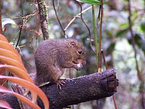 Borneo Mount Kinabalu Moutain Squirrel Rat