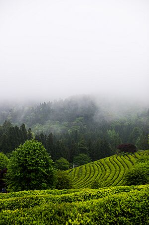 Boseong Green Tea Fields