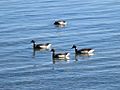 Brant Geese (16012889534)