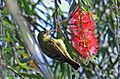 Brown-throated Sunbird female