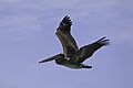Brown pelican (Pelecanus occidentalis carolinensis) immature in flight
