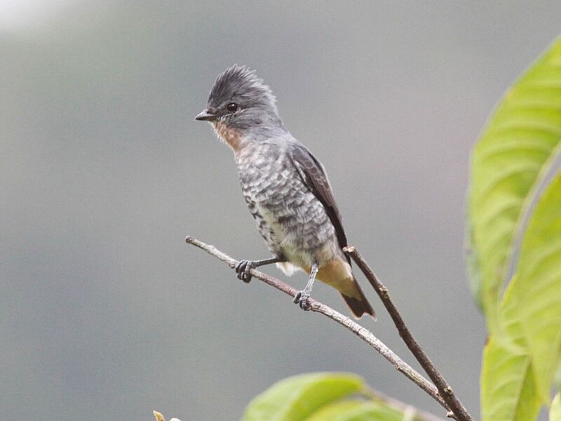 Buff-throated purpletuft (3)