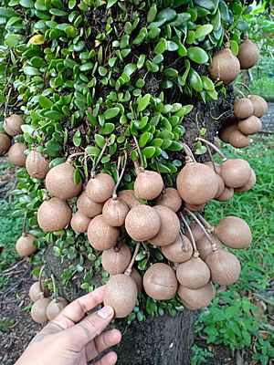 Burahol Fruit - Buah Kepel (Stelechocarpus burahol).jpg