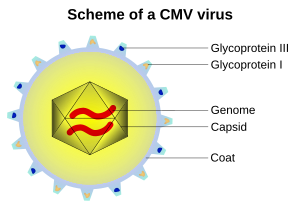 CMVschema