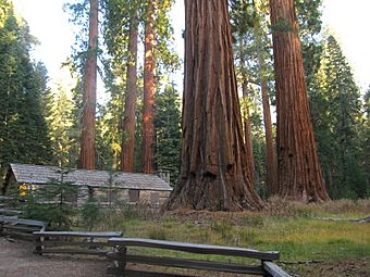 Cabin in Mariposa Grove of Sequoia - panoramio.jpg