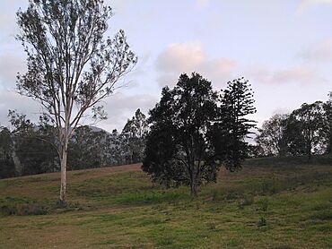 Cambroon QLD.jpg