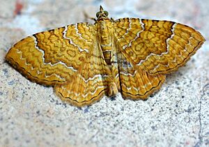 Camptogramma bilineata01