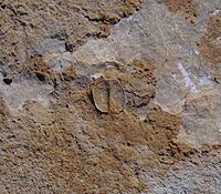 Carapace of Arenosicaris inflata, a phyllocarid, Blackberry Hill, Wisconsin, Cambrian