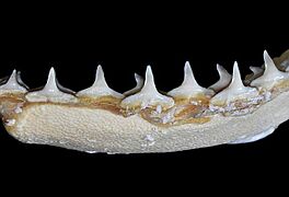 Carcharhinus brevipinna lower teeth