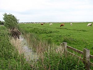 Cattle in the Halvergate marshes - geograph.org.uk - 821522.jpg
