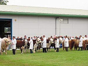 Cattle judging, Royal Highland Show - geograph.org.uk - 1934398.jpg