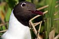 Chroicocephalus ridibundus - closeup of head