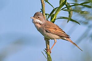 Common whitethroat Facts for Kids