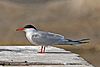 Common tern (Sterna hirundo).jpg