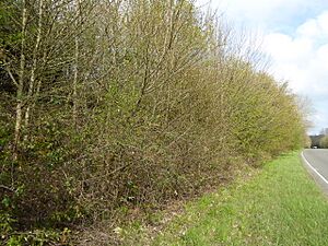 Coneyhurst Cutting (2)