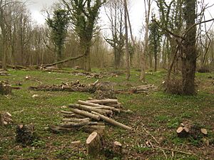 Coppiced trees in Larkey Valley Wood - geograph.org.uk - 1805882