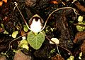 Corybas geminigibbus Orchi 001