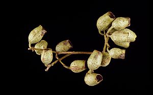 Corymbia tessellaris fruit