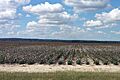 Cotton fields in Poinsett County, AR 002