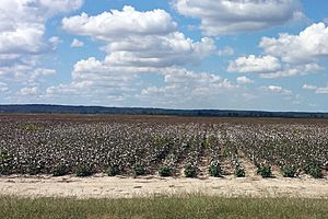 Cotton fields in Poinsett County, AR 002