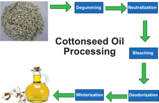 Cottonseed Oil Processing Graphic