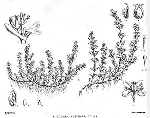 Crassula moschata (Tillaea moschata) Illustrations of New Zealand flora plate 44.jpg