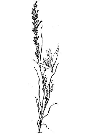 Dissanthelium californicum - drawing.jpg