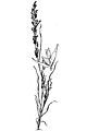 Dissanthelium californicum - drawing