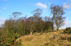 Doura Woods