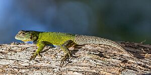 Emerald swift (Sceloporus malachiticus) Finca El Pilar.jpg