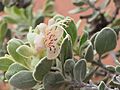 Eremophila forrestii hastieana (floral tube)