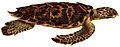 Erpétologie générale, ou, Histoire naturelle complète des reptiles (Eretmochelys imbricata)