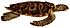 Erpétologie générale, ou, Histoire naturelle complète des reptiles (Eretmochelys imbricata).jpg