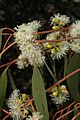 Eucalyptus bridgesiana flowers