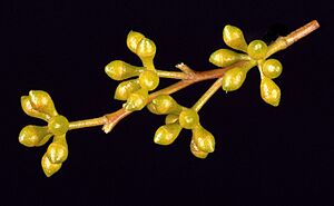 Eucalyptus mannifera buds