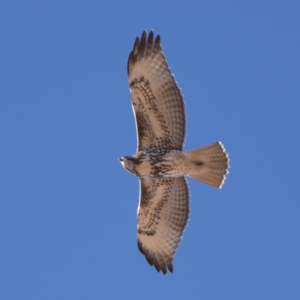 Falco peregrinus - Grand Canyon NP, Arizona, USA -flying