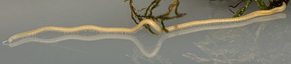 Female Illacme plenipes (MIL0020) with 618 legs - ZooKeys-241-077-SP-6-top