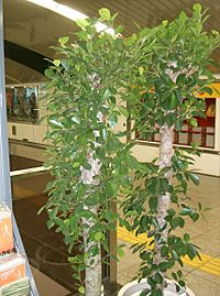 Ficus microcarpa1